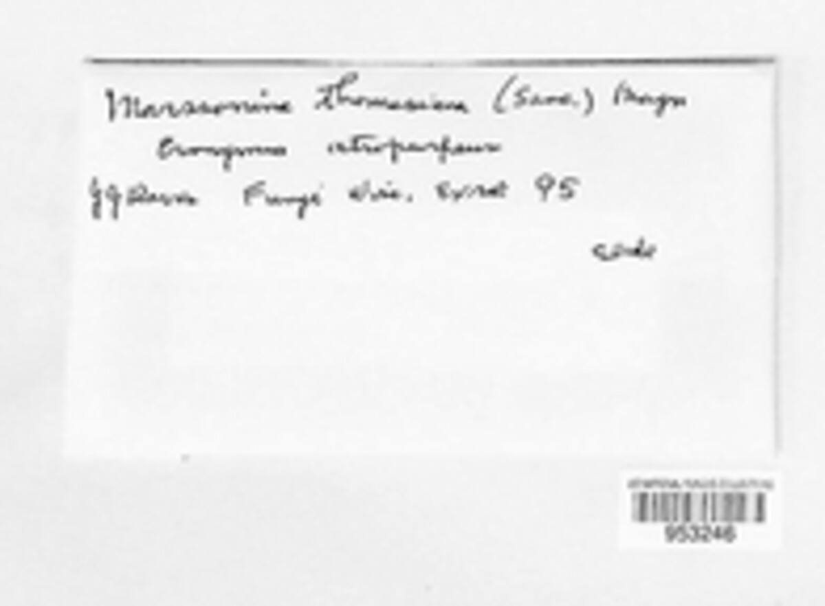 Marssonina thomasiana image